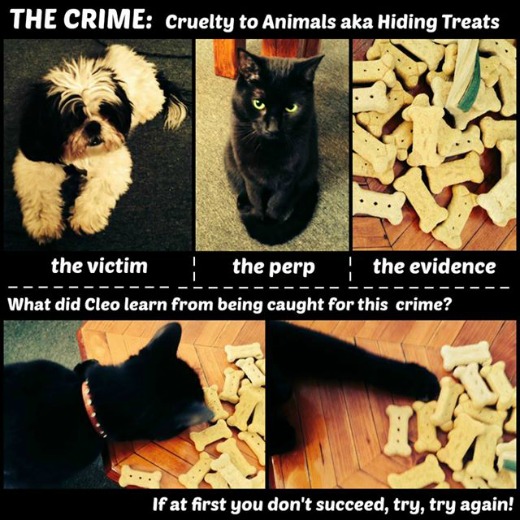 diva cat hides dog treats