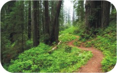 Nature Scavenger Hunt Hiking Trail