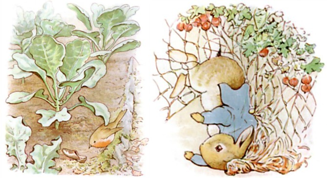 Peter Rabbit Loses His Shoes and Jacket