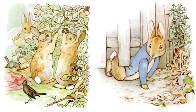 Peter Rabbit Being Naughty While His Siblings Obey Peter Rabbit Being Naughty While His Siblings Obey