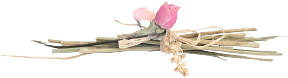 pink valentine rose