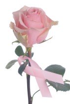 breast cancer awareness pink rose and pink ribbon