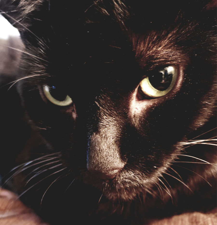 Black Cat Face Closeup