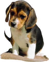 beagle puppy