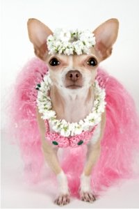 Diva Dog in Party Outfit