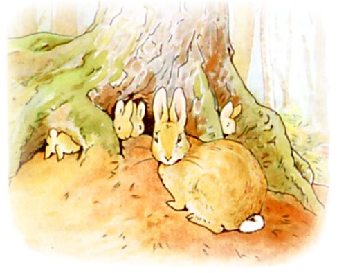 Peter Rabbit Fir Tree