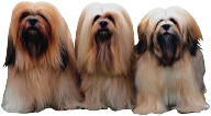 long haired small dogs